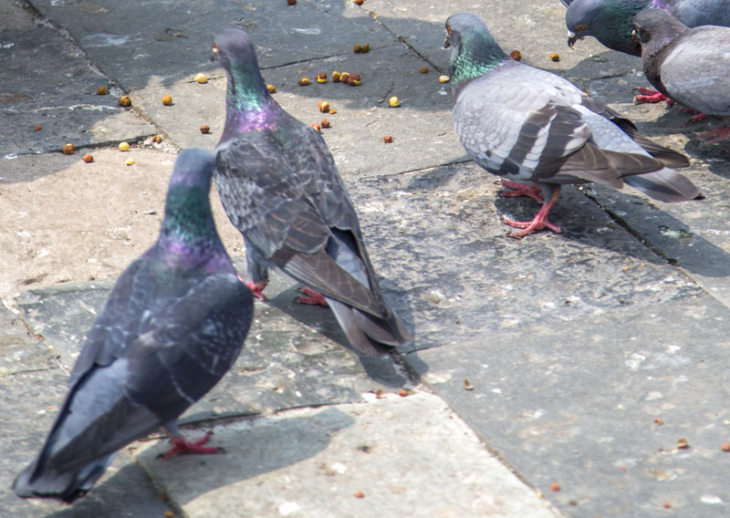 Bonifica guano piccioni