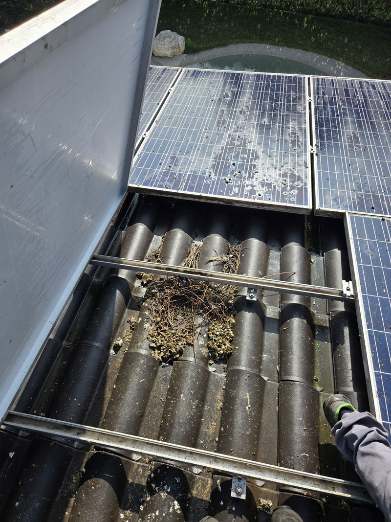 Allontanamento piccioni dai pannelli fotovoltaici
