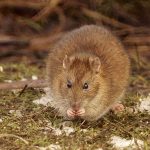 Ratto delle chiaviche