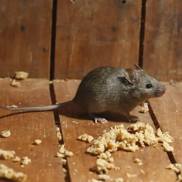 Derattizzazione a Novate Milanese