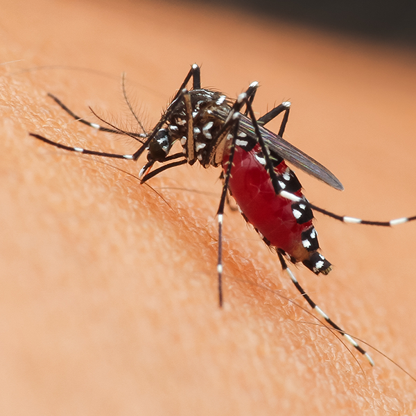 Intervento di disinfestazione a Erba